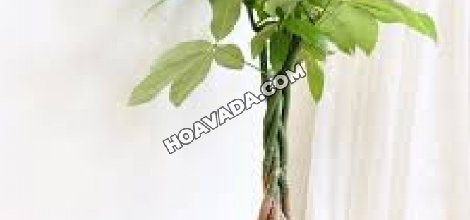 12-con-giap-va-loai-cay-phong-thuy-hop-tuoi-giup-ban-hut-loc