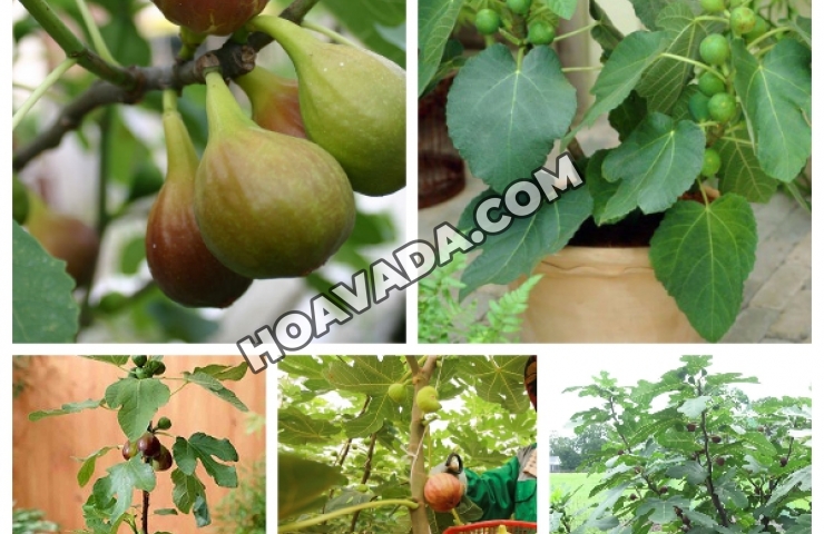 3-li-do-cuc-sung-khi-trong-sung-My-tai-nha