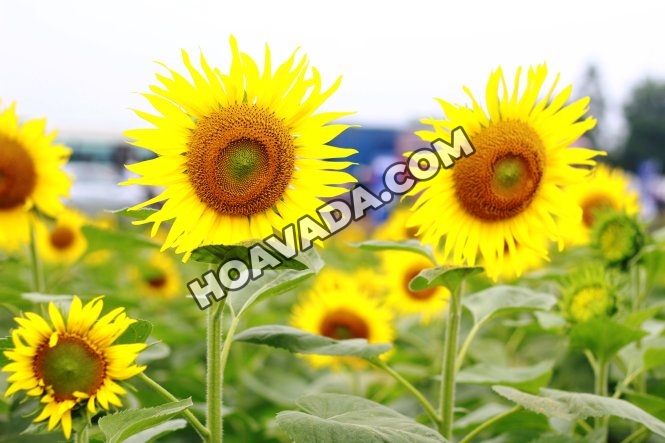 Huong-dan-cach-trong-hoa-huong-duong-trong-chau