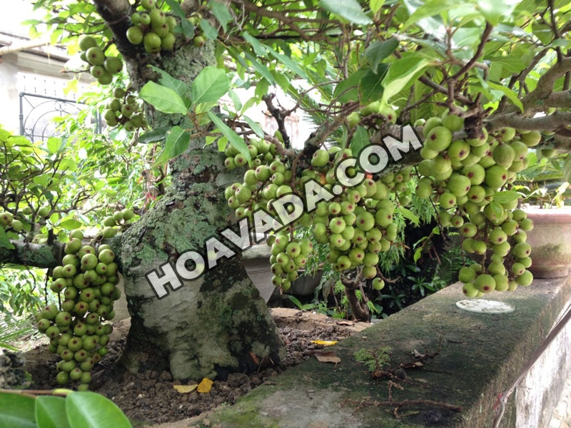 Ky-thuat-trong-va-cham-soc-sung-canh