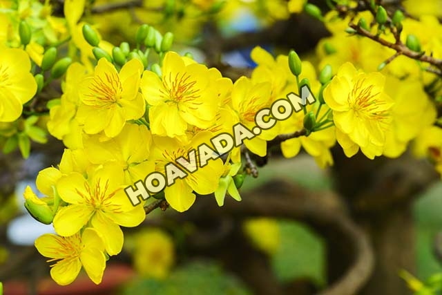 Kinh-nghiem-cham-soc-Mai-no-dung-dip-Tet