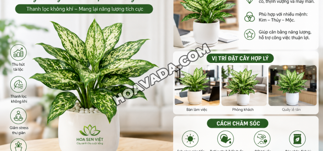 Cay-Ngoc-Ngan-Phong-Thuy-–-Y-Nghia--Cach-Cham-Soc-Va-Vi-Tri-Dat-Cay-Thu-Hut-Tai-Loc