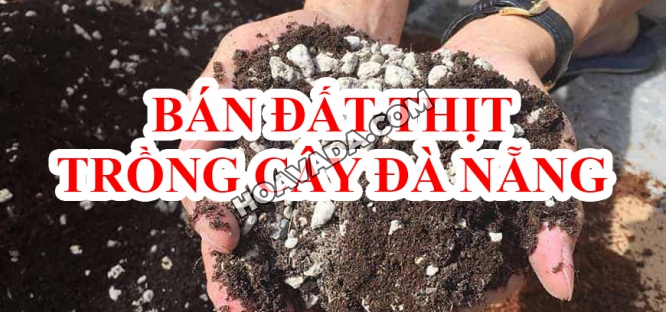 Ban-dat-thit-trong-cay-Da-Nang