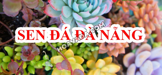 Ban-sen-da-Da-Nang
