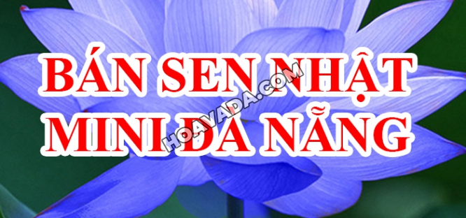 Ban-sen-Nhat-mini-Da-Nang