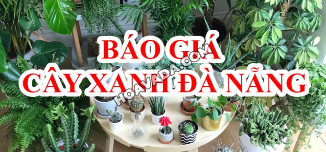 Bao-Gia-Cay-Canh-Da-Nang-Cao-Cap--Chi-Tiet-Nhat-Tet-2025