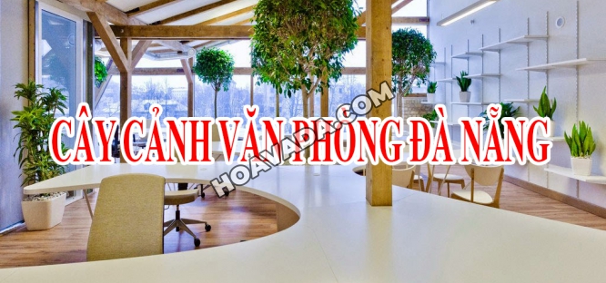TOP-9--Cay-Canh-Van-Phong-Da-Nang-Gia-Tot--Hut-Khi-Doc