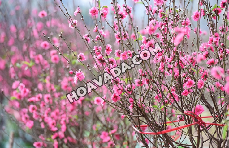 Bi-quyet-giup-hoa-Dao-no-dung-dip-Tet