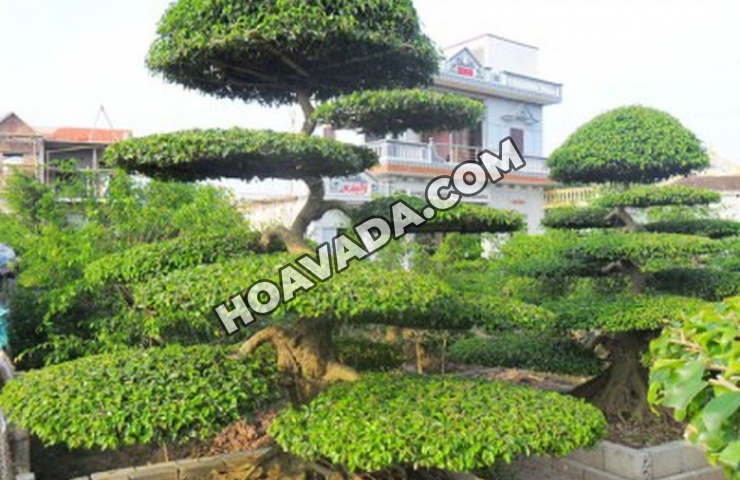 Cach-cham-soc-cay-Sanh-canh-va-tao-the-Bonsai-dung-cach