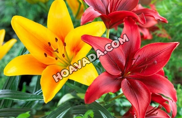 Cach-trong-hoa-ly-ngay-tai-nha