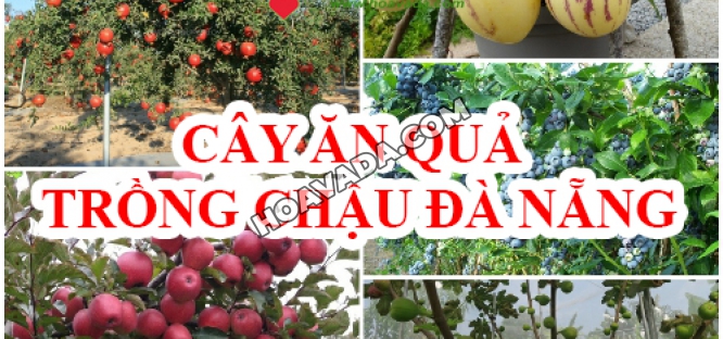Ban-cay-an-qua-trong-chau-Da-Nang
