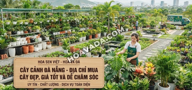 Cay-Canh-Da-Nang-–-Dia-Chi-Mua-Cay-Dep--Gia-Tot-Va-De-Cham-Soc