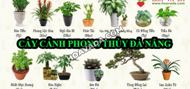 Cay-canh-phong-thuy-Da-Nang