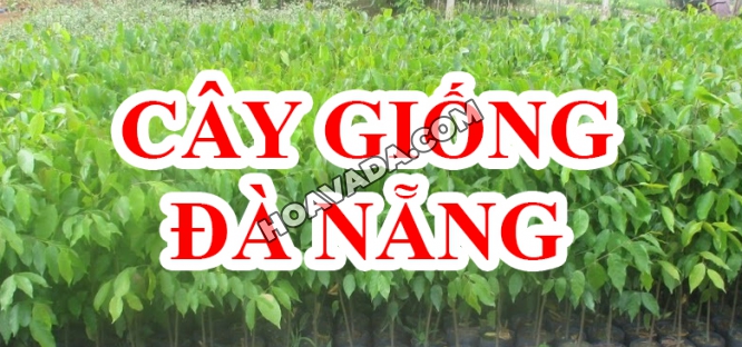 Cay-giong-Da-Nang