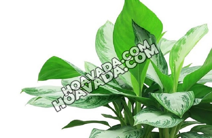 Nhung-loai-cay-canh-nen-trong-trong-nha-vi-mang-lai-tai-loc-va-suc-khoe