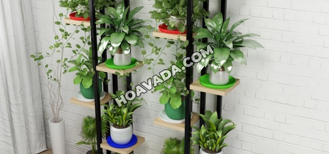 Cay-trong-trong-nha--Huong-dan-ky-thuat-trong-cay-trong-nha-hop-ly