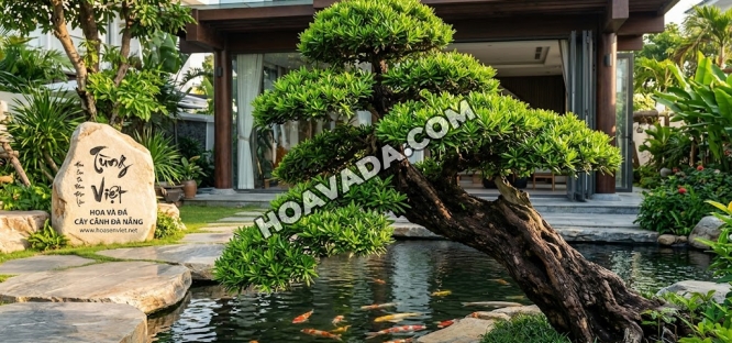 Cay-Tung-La-Han-–-Bieu-Tuong-Truong-Tho-Va-Binh-An-Cho-Gia-Dinh