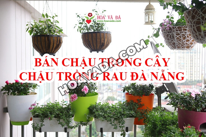 Ban-Chau-trong-cay-canh-Da-Nang---Ban-chau-trong-rau-Da-Nang