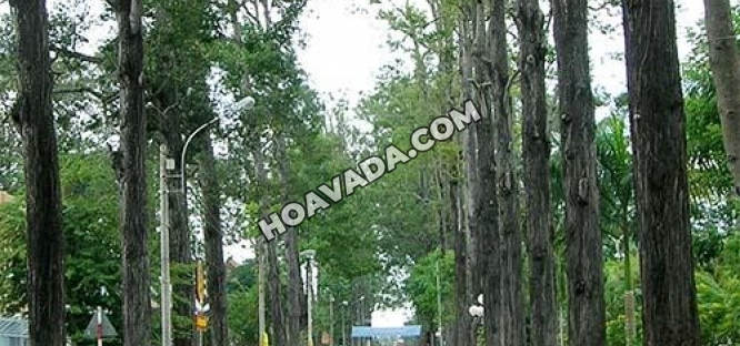 Chuyen-cung-cap--thiet-ke--thi-cong-cong-trinh-cay-xanh-canh-quan-do-thi-