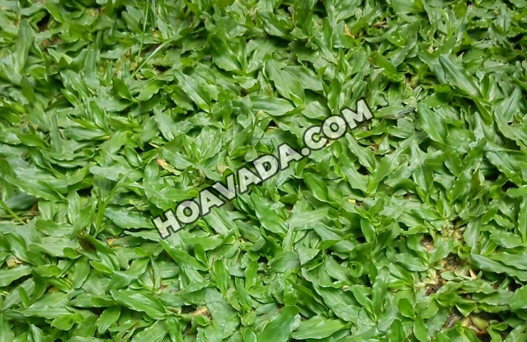 Co-Ngoc-Diep-–-Giai-phap-tham-co-hop-phong-thuy