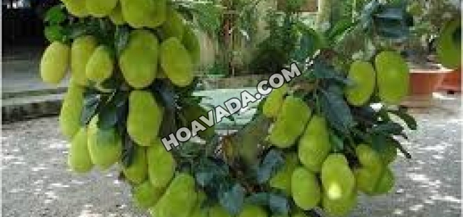 CUNG-CAP-GIONG-CAY-AN-QUA-CAC-LOAI---UY-TIN-CHAT-LUONG-TAI-DA-NANG