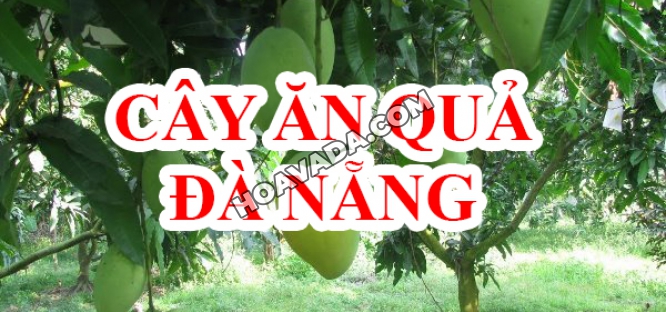 Dia-chi-ban-cay-an-qua-Da-Nang