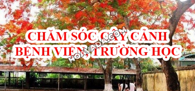Dich-vu-cham-soc-cay-xanh--cay-canh-benh-vien--truong-hoc