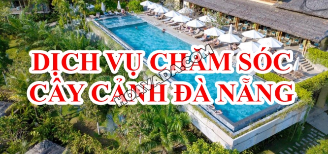 Cham-soc-cay-xanh--cay-canh-Da-Nang-gia-re--chuyen-nghiep
