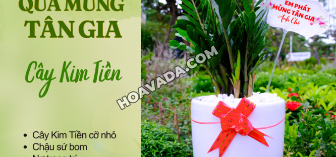 Dich-Vu-Cho-Thue-Cay-Van-Phong-Tai-Da-Nang---Hoa-Sen-Viet