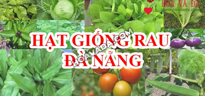 Hat-giong-rau-Da-Nang