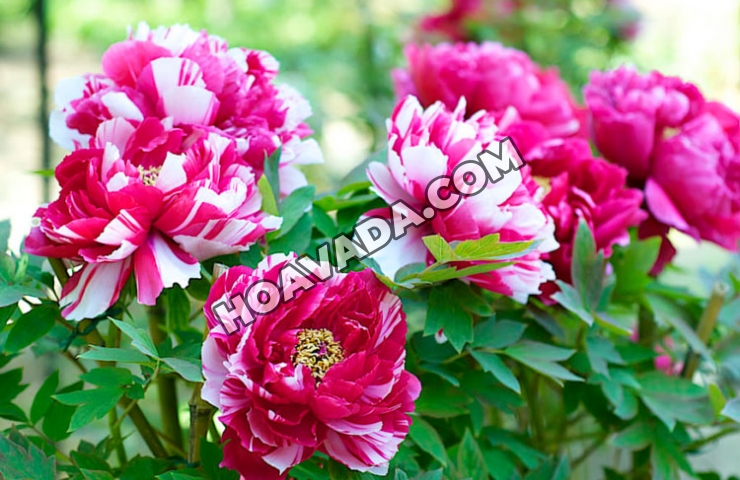 Hoa-mau-don-–-Hoa-dep-co-y-nghia-phong-thuy-lon