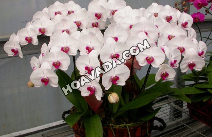 Huong-Dan-Cham-Soc-Chau-Hoa-Lan-Ho-Diep