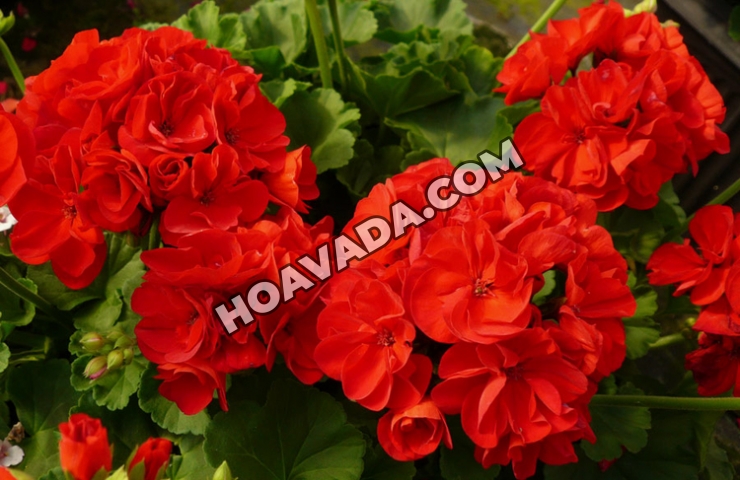 Huong-dan-ky-thuat-trong-va-cham-soc-hoa-phong-lu-thao