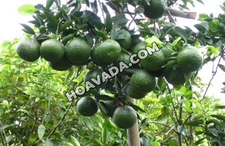 Lam-sao-de-trong-cam-sai-qua