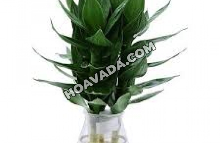 Nguoi-tuoi-Ty-nen-trong-cay-gi-trong-nha--van-phong