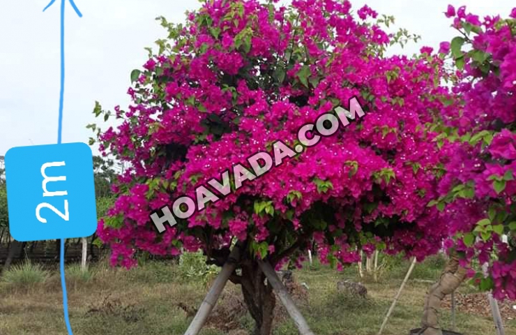 Nhung-loai-cay-hop-menh-hoa