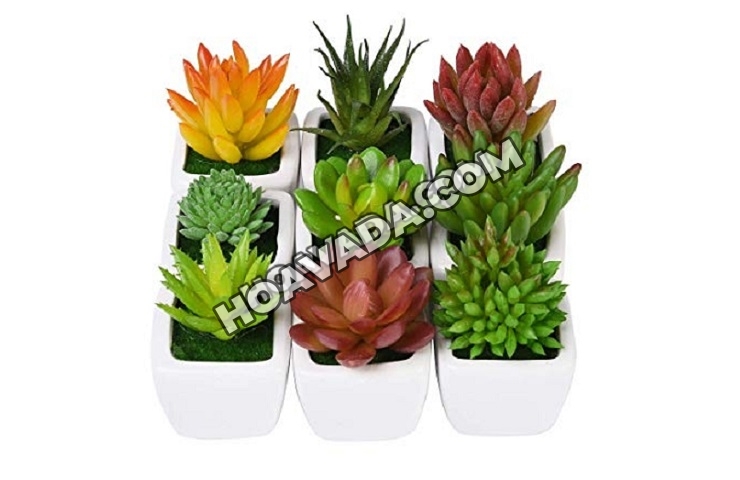 Huong-dan-cham-soc-sen-da-dung-ky-thuat