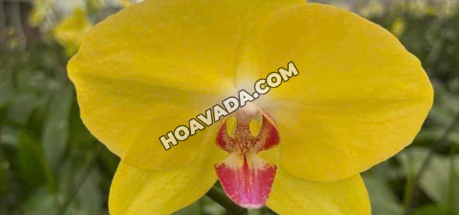 Shop-hoa-lan-ho-diep-dep-nhat-Da-Nang
