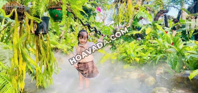 Thi-Cong-Ho-Ca-Koi-Da-Nang-–-Thiet-Ke-Ho-Ca-Chuan-Nhat-Tai-Hoa-Sen-Viet