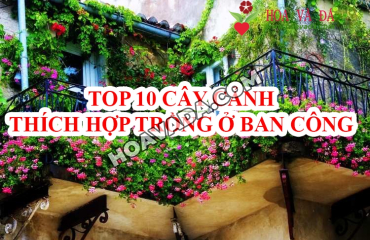 Top-10-cay-va-hoa-canh-thich-hop-trong-o-ban-cong