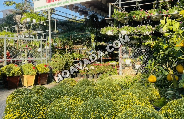 TOP-10-Cong-Ty-Cay-Canh-Da-Nang-Uy-Tin--Gia-Tot-Nhat