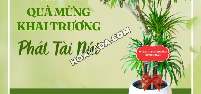 Top-5-Cua-Hang-Ban-Cay-Canh-Uy-Tin-Tai-Da-Nang-|-Hoa-Sen-Viet-Dan-Dau