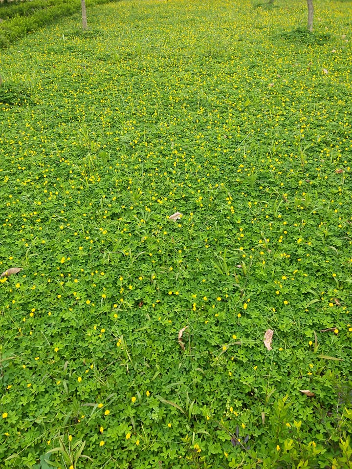 cỏ đậu đà nẵng