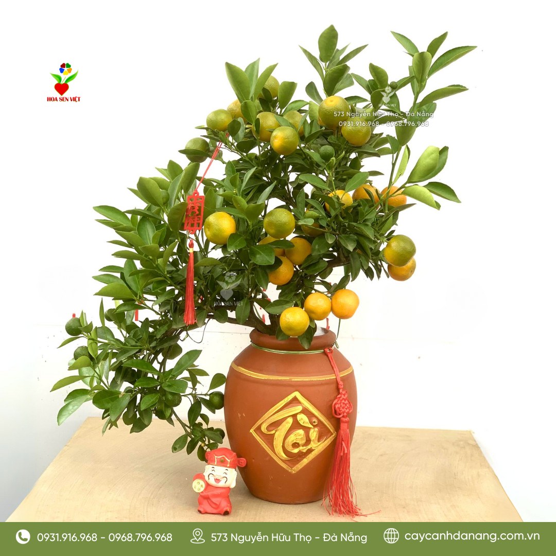 cây cảnh tại đà nẵng