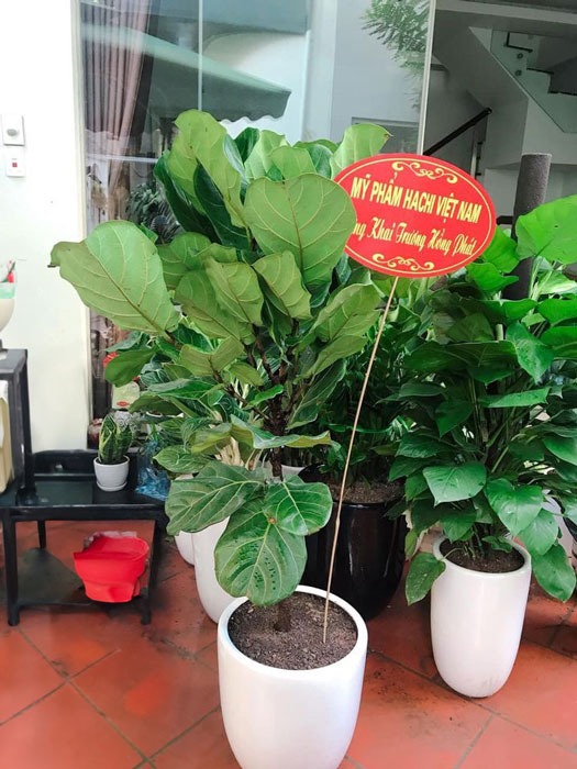 cây khai trương đà nẵng