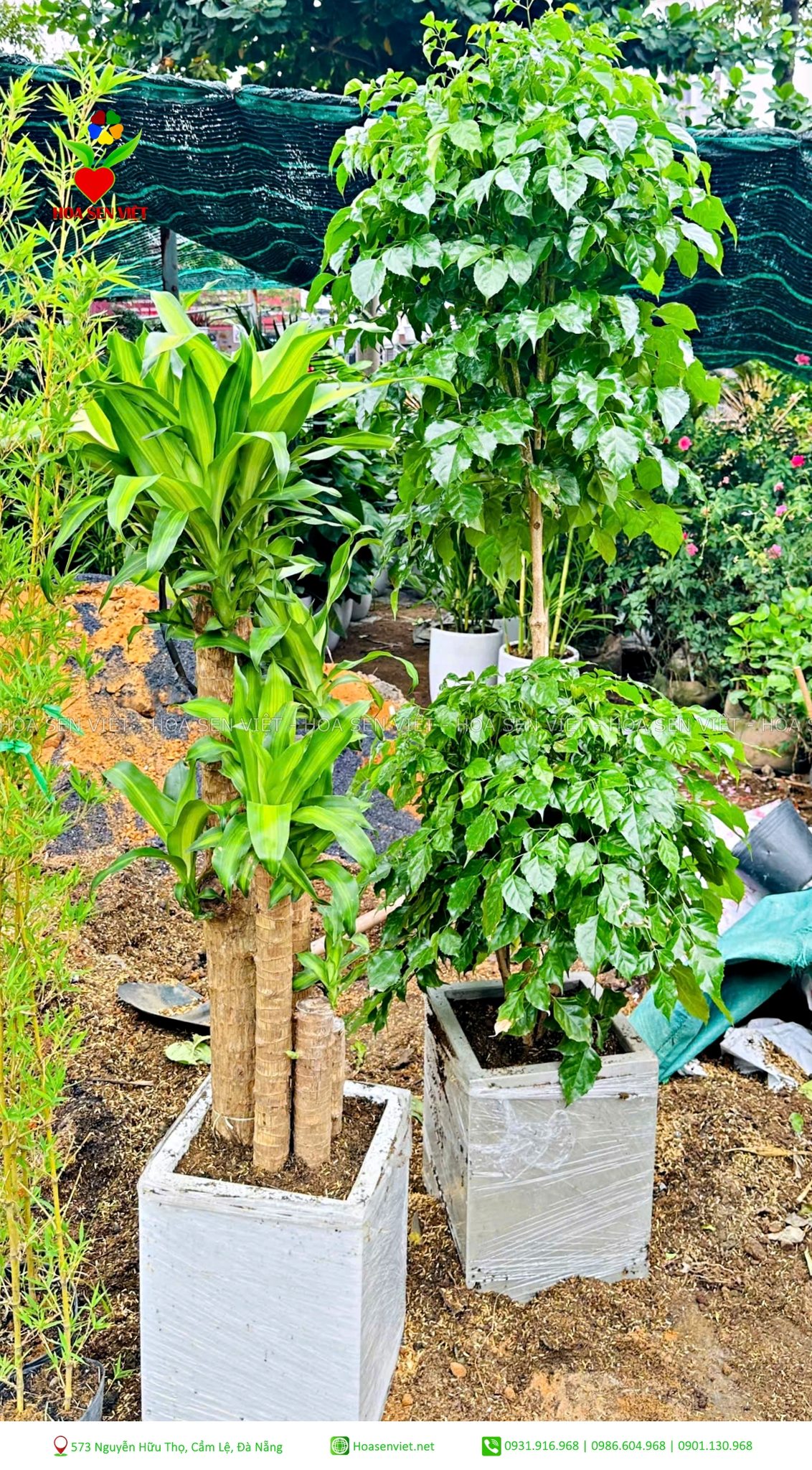 cây khai trương đà nẵng