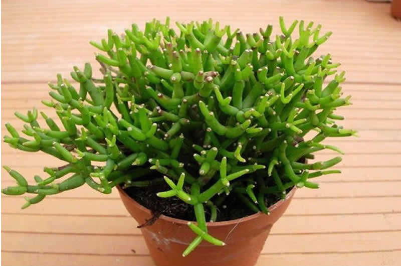 cây khai trương đà nẵng