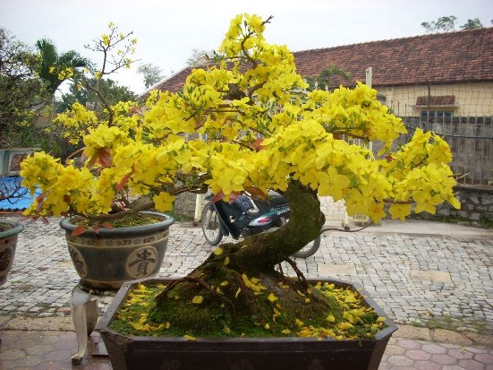 cây cảnh ở Đà Nẵng