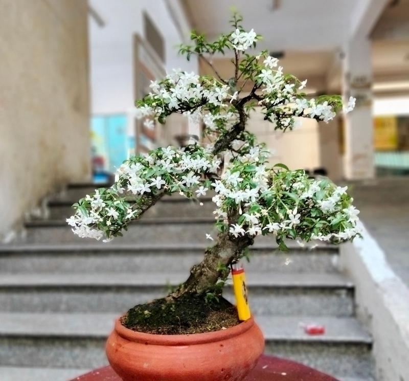 cây khai trương đà nẵng