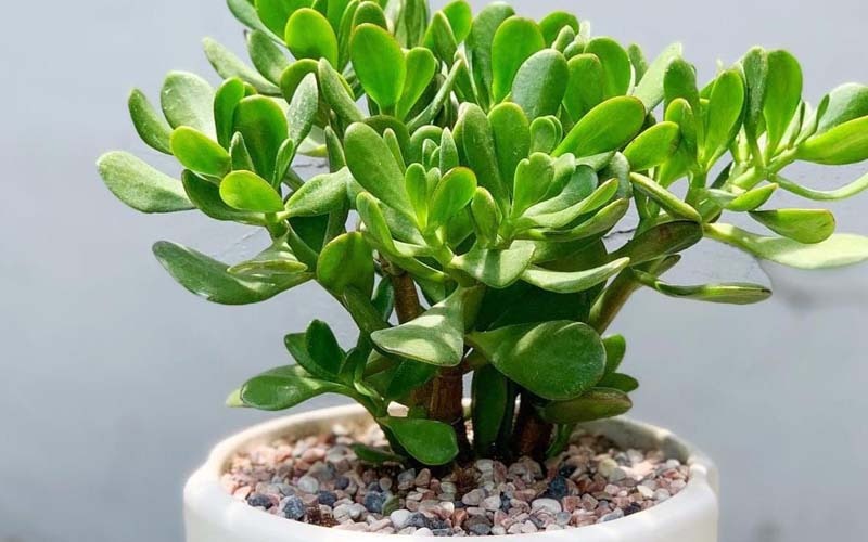 cây khai trương đà nẵng